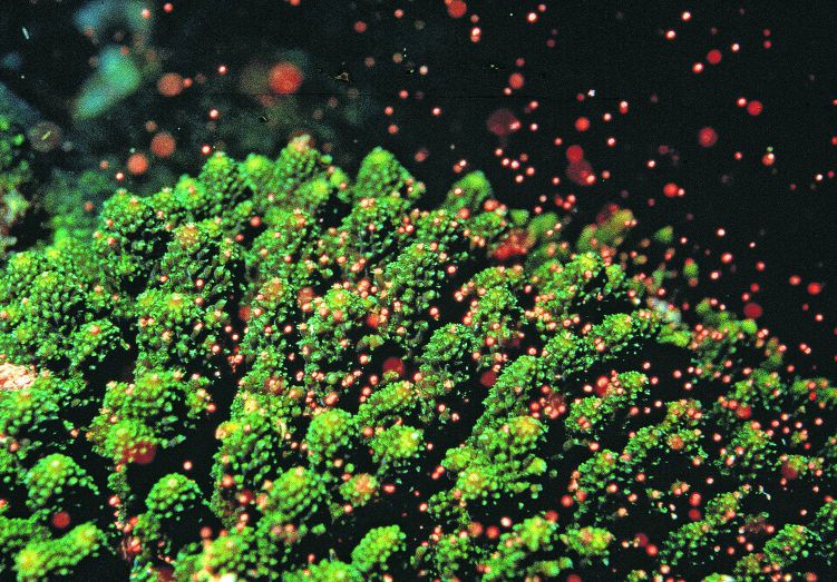 墾丁海域一年一度的珊瑚產卵奇觀