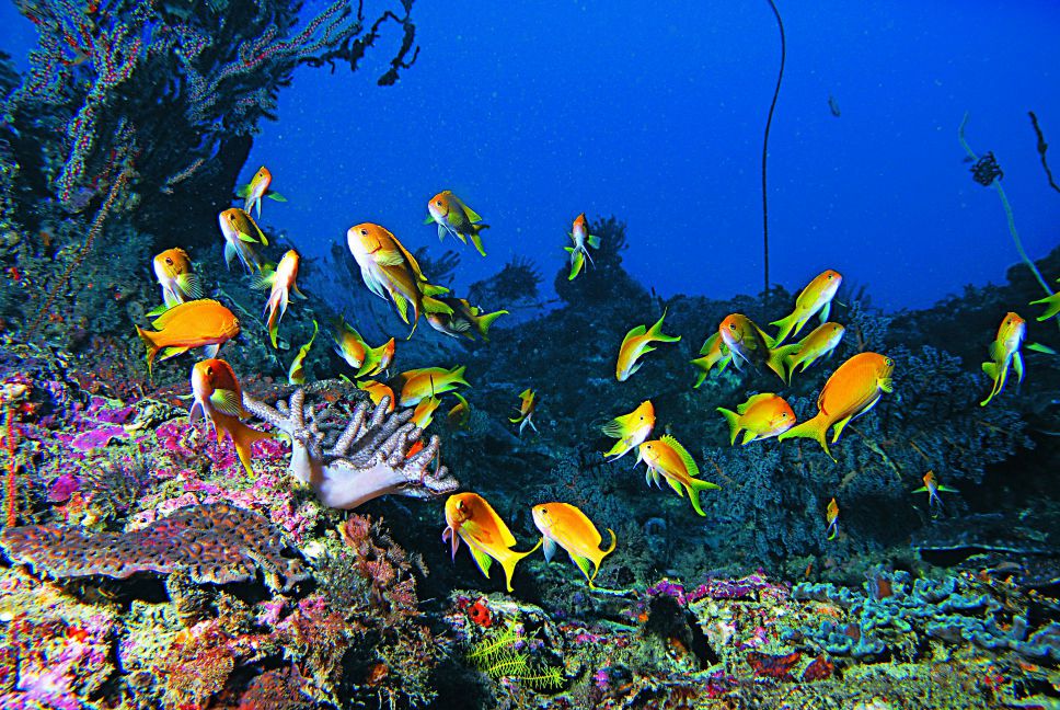 墾丁國家公園推動「後壁湖海洋資源保育示範區生態調查」