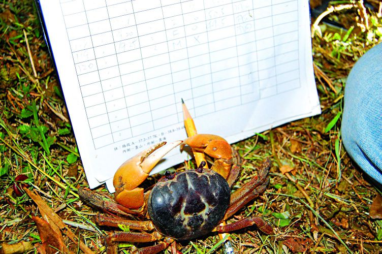 墾丁國家公園陸蟹資源豐富，共紀錄6科30種點施