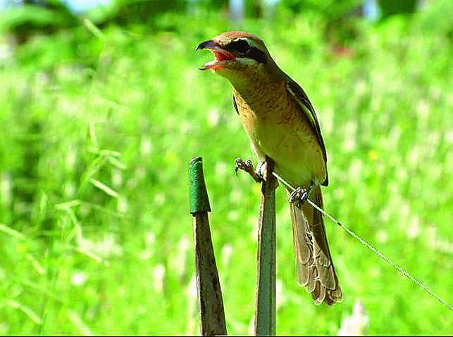 1 9 9 5 世界賞鳥日