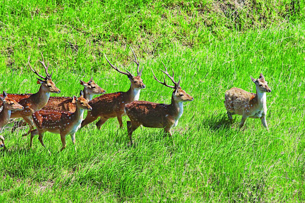 梅花鹿復育核心鹿群的選取：由臺北市立動物園選取22頭臺灣梅花鹿（ 5 雄1 7 雌） ， 飼養在社頂復育區的臨時鹿舍內