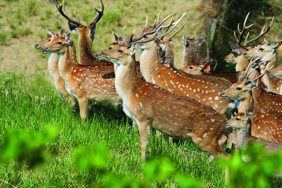 臺灣梅花鹿歷經10年復育過程