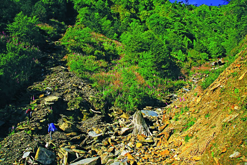 崩塌是一種干擾也是環境資源釋出的方式/范震華攝