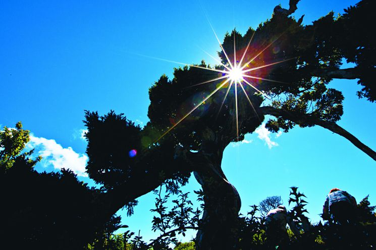 因著地理上的隔離,每一座山頭的森林植被,都彷彿是獨立的生態島嶼,因此玉山及他高山植被在演化上皆有其不可替代的地位