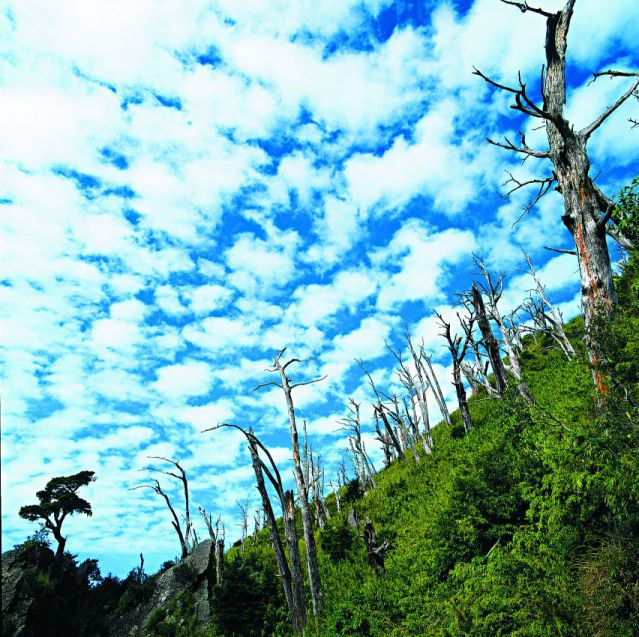 針葉林在森林火災後易成白木林,主要樹種為冷杉和鐵杉,二葉松林殘木腐朽快,故塔塔加林火跡地則無形成白木林/玉管處提供