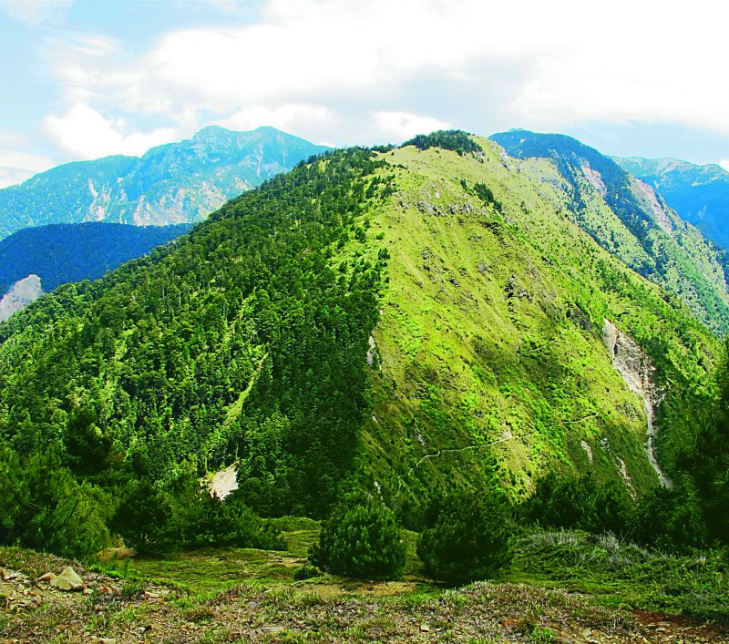 1993年塔塔加鞍部林火,稜線成為最佳的防火線,稜線南面於火災後重新演替,以草原、玉山箭竹以及年輕的臺灣二葉松為主的植被,與陵線北面翁鬱的臺灣雲杉林形成強烈對比/玉管處提供
