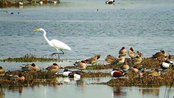 成龍濕地從地層下陷海水倒灌區,變成迎接候鳥嬌客的接待處