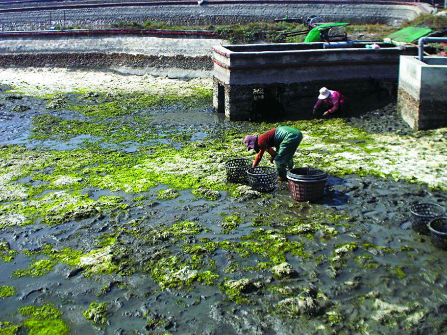基金會的第一個生態養殖試驗池