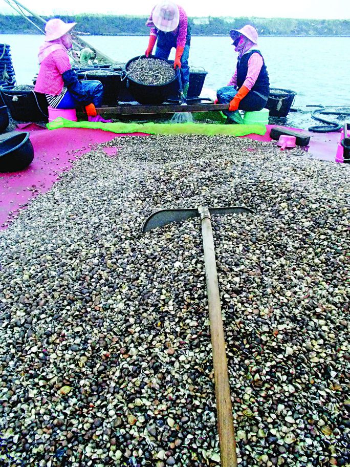 第一季的生態養殖文蛤收獲頗豐,讓基金會鬆了口氣