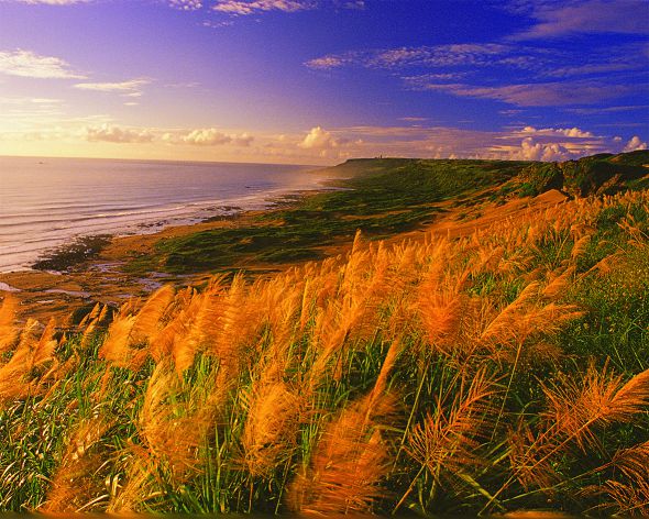 風揚芒飛—東海岸賞芒行
