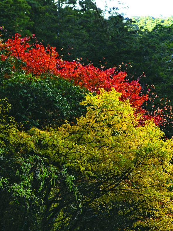中橫楓紅了體驗活動