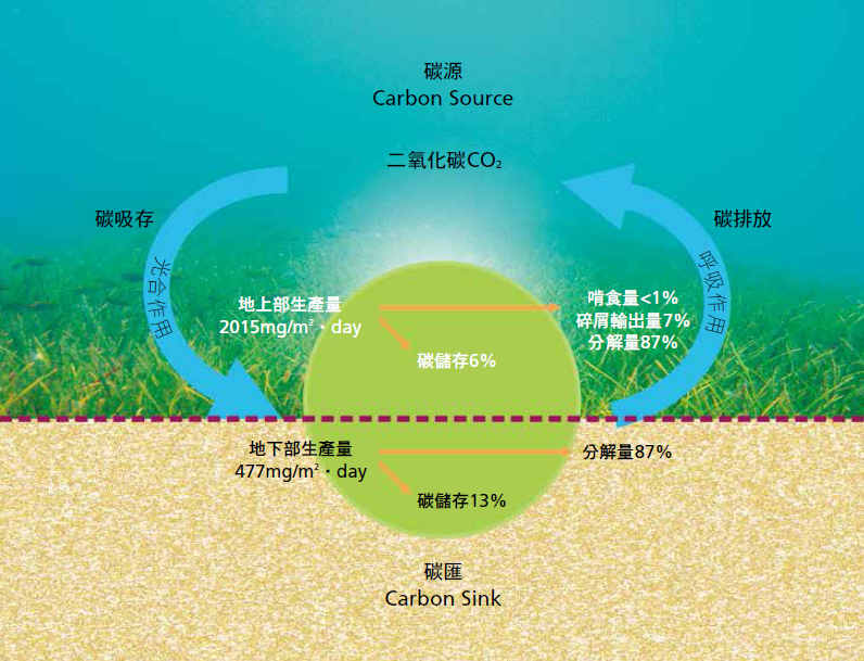 東沙小潟湖海草床的碳收支模式圖/呂慧穎繪