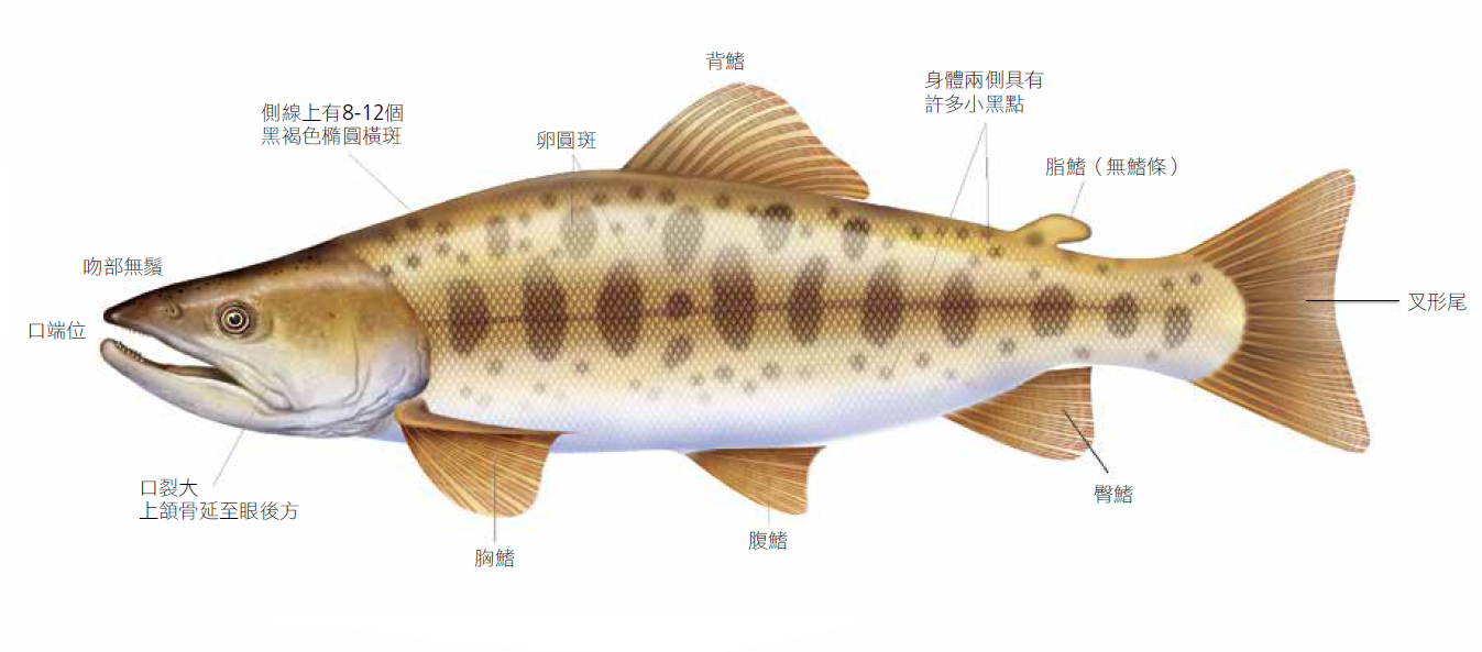 臺灣櫻花鉤吻鮭特徵圖解／雪管處提供