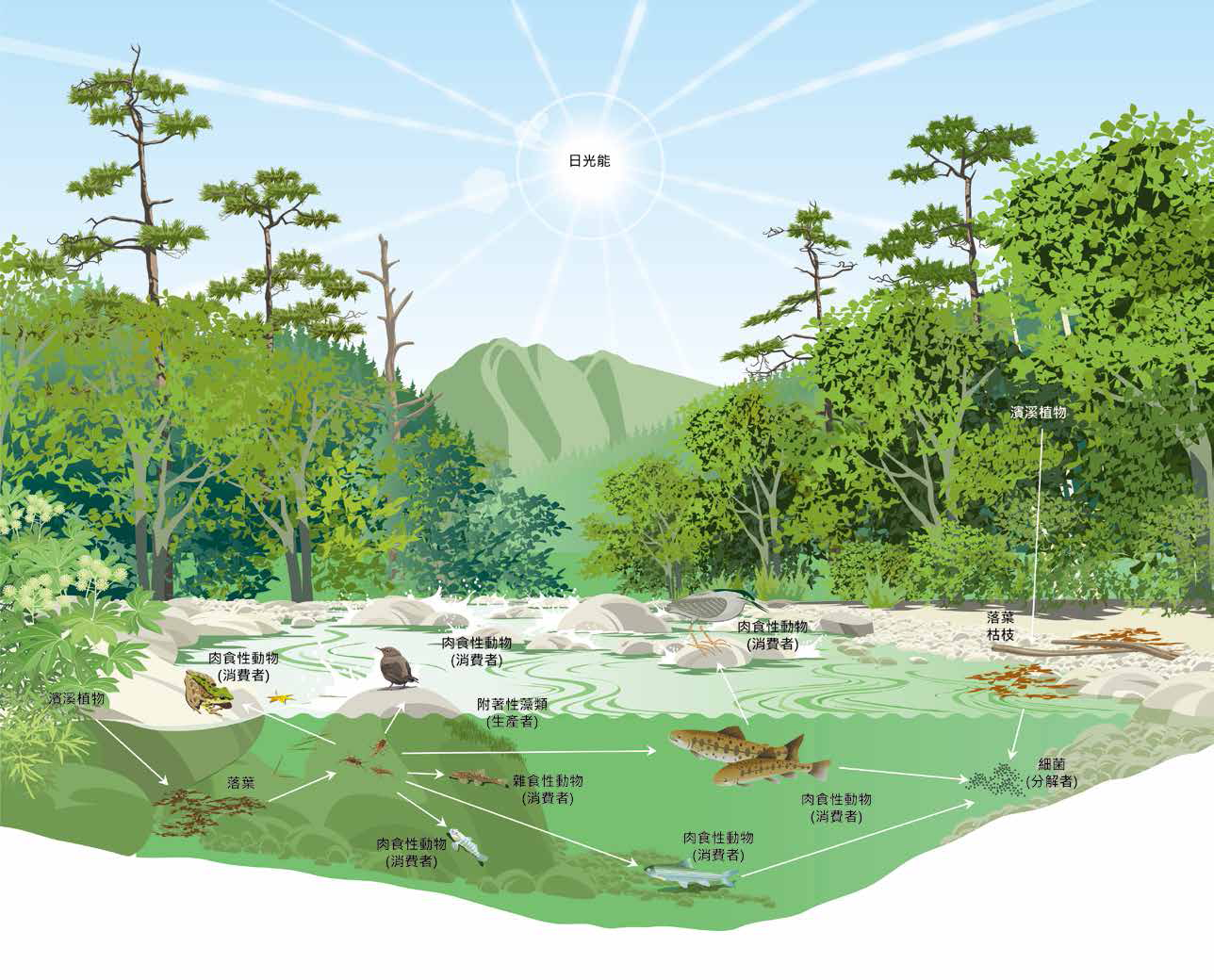 臺灣櫻花鉤吻鮭於武陵地區溪流生態系統結構圖／雪管處提供