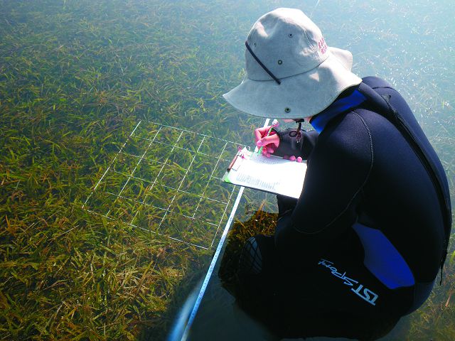 海草覆蓋度測量,圖為泰來草(Thalassia hemprichii )和圓葉水絲草(Cymodocea rotundata )混生的海草床,圖為25小格之50×50cm方形樣框/林幸助提供
