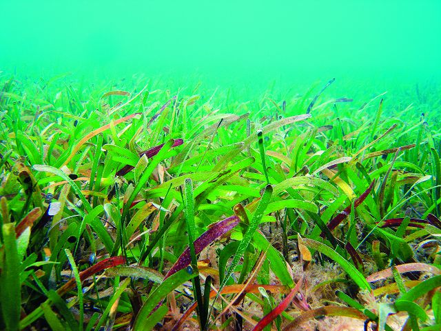 繽紛東沙海草床也有四季風情,圖為冬季北岸泰來草(Thalassiahemprichii )和鋸齒葉水絲草(Cymodocea serrulata )混生的海草床/林幸助提供