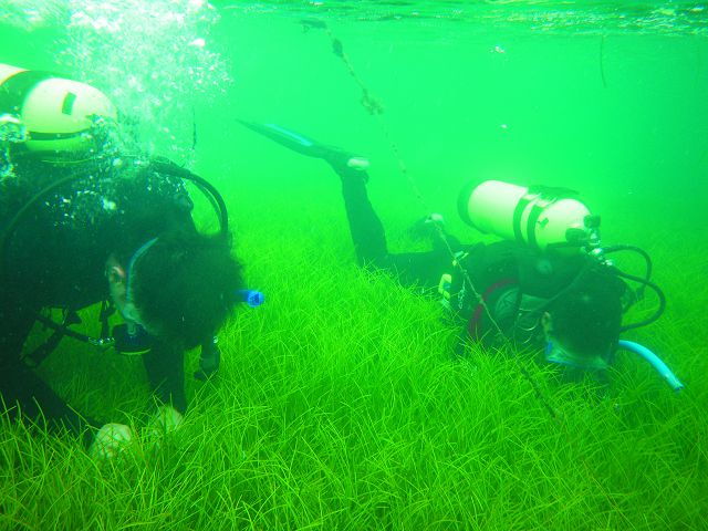 海草採集,圖為水韭菜(Syringodium isoetifolium)海草床/林幸助提供