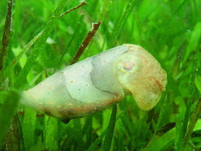 白斑烏賊(Sepia latimanus)