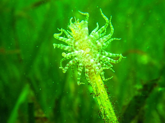 日輪海葵(Phymanthus spp.)