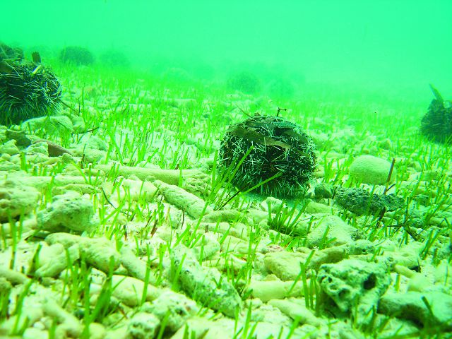 在單脈二藥草(Halodule uninervis)海草床中的白棘三列海膽(Tripneustesgratilla)