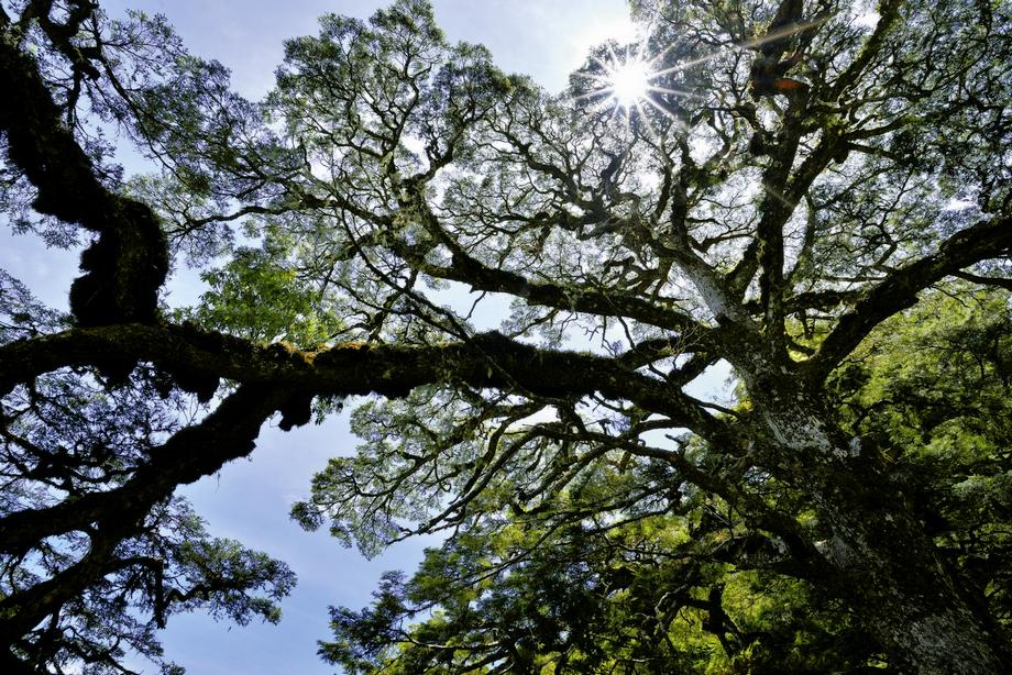 玉山塔塔加大鐵杉樹陰下的每個物種都是健全生態系中上不可或缺的一員／何小綠攝