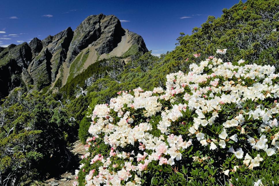 健全生態系中的所有生物，彼此相輔相成，藉由在自然環境中不斷地演化，展現出繽紛的多樣性。如綻放的玉山杜鵑，在數大之美中，也同時擁有個體差異之巧／何小綠攝