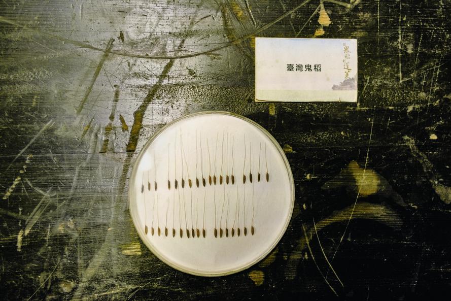 鬼稻（Oryza ru_pogon）穎果上有紅色的芒，又稱紅鬚稻／楊懷智攝