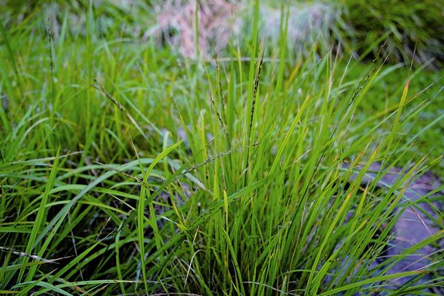 臺灣野生種稻米「鬼稻」所擁有的基因多樣性，或許能在環境劇變中發揮拯救人類糧食安全的功能／楊懷智攝 