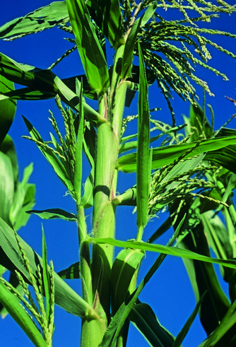 大芻草是玉蜀黍屬中，唯一對玉米病毒色疫的種類／達志有限公司提供 