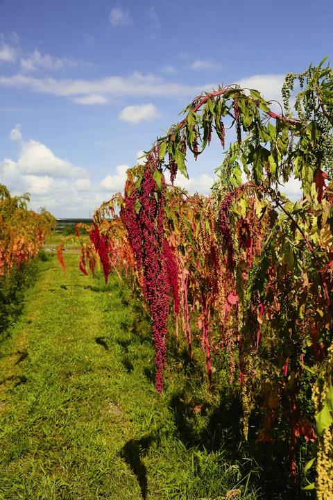 臺灣藜的種植兼具了文化、生態及糧食供給的意義／綠金生技股份有限公司提供 