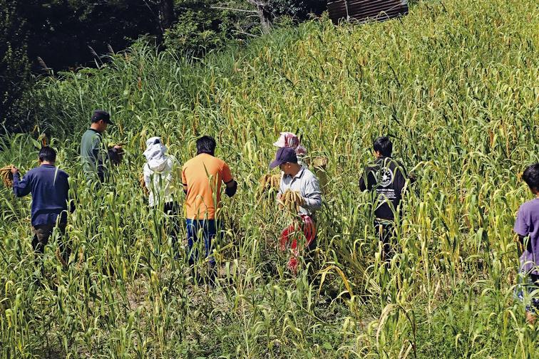 司馬庫斯族人正在雪霸國家公園附近的小米田中進行採收工作／雪管處提供 