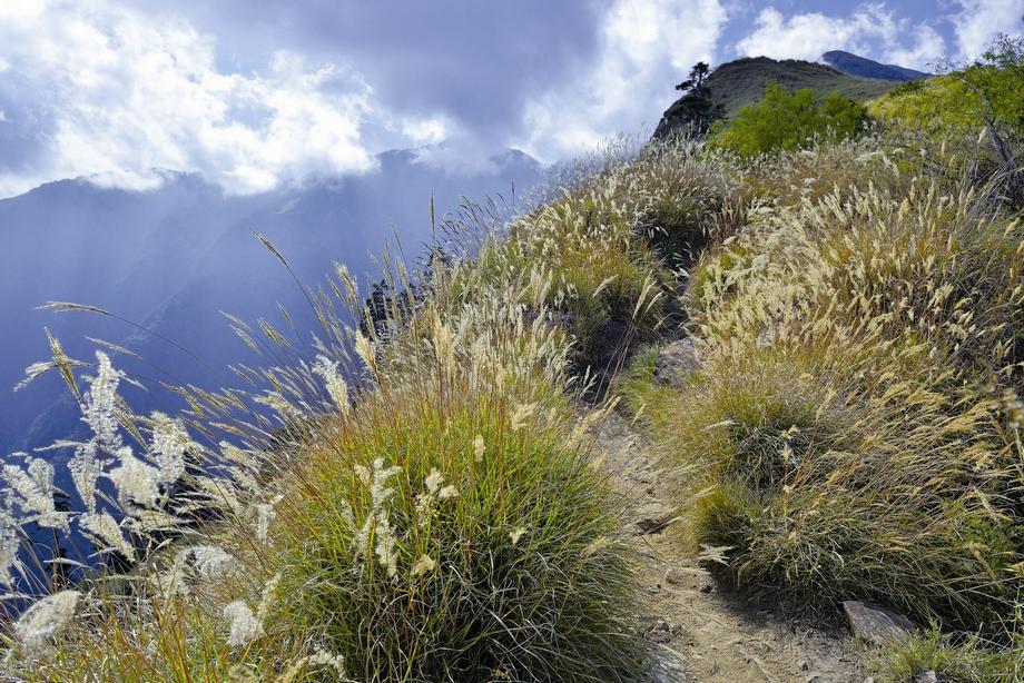 雪山東峰上，遠近不同的植物相，呈現出物種的多樣性／何小綠攝