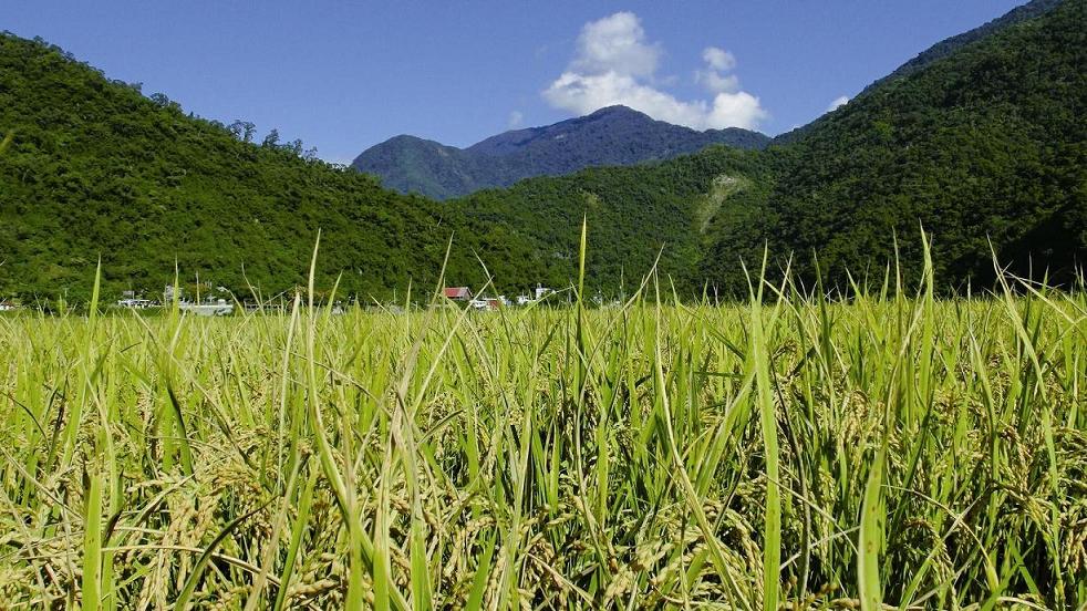 玉山國家公園中的南安有機米結穗纍纍 