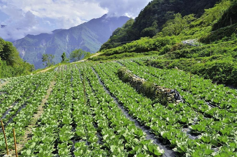 太魯閣國家公園透過輔導西寶農民減少使用慣行農法，朝向環境和諧共存的方向努力／太管處提供 