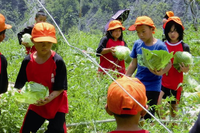 東埔國小一日有機農夫體驗採收高麗菜