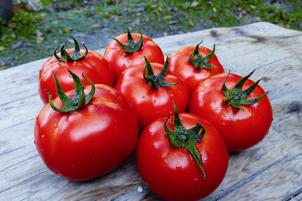 對環境友善的東埔有機無毒牛番茄 