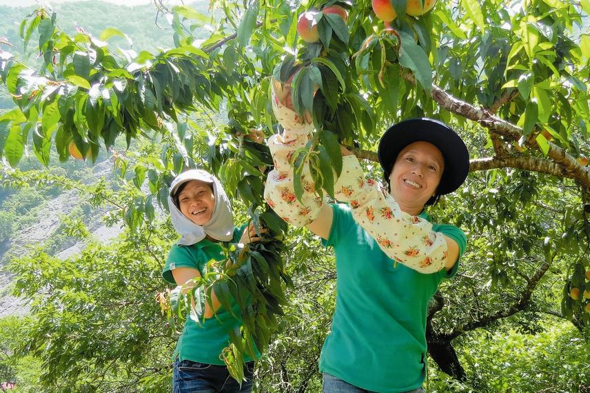 玉管處也成功地在東埔地區輔導甜桃種植取得綠色保育標章