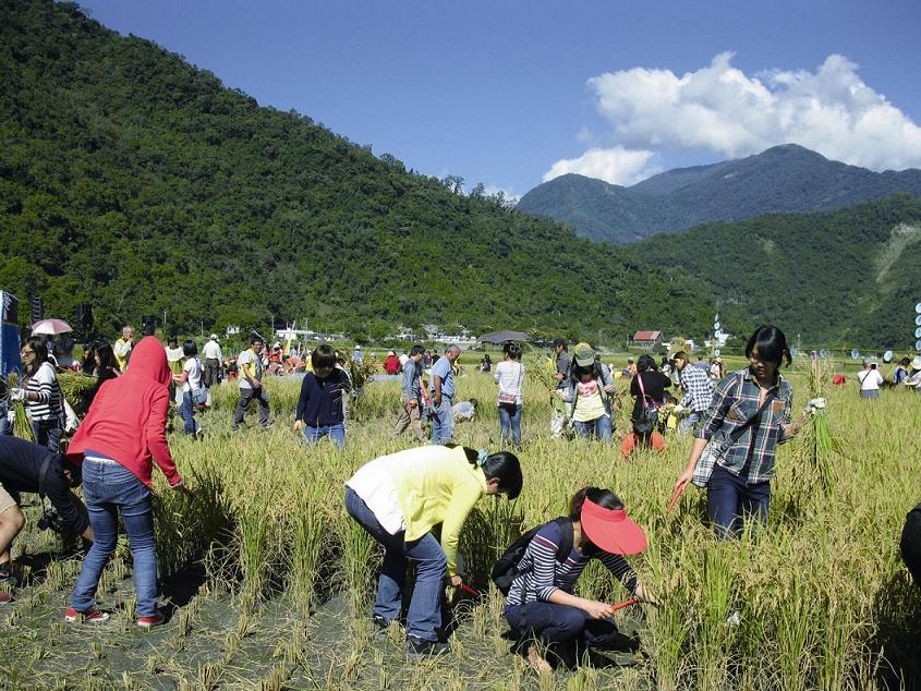 民眾參與玉山國家公園南安有機水稻的收割體驗活動