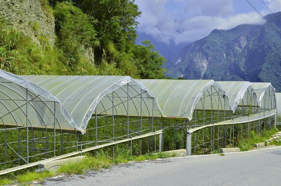 西寶聚落是國家公園內聚落實施有機耕作的先鋒，也讓太魯閣國家公園鄰近的聚落看見友善環境耕植的前景／林野攝