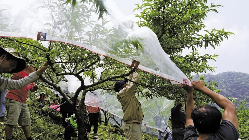 為水蜜桃罩上防猴網是目前農友慣用的友善農耕方法之一