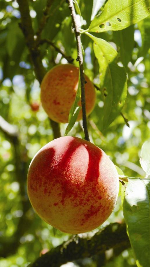 鮮豔欲滴的有機水蜜桃─「猴采桃」