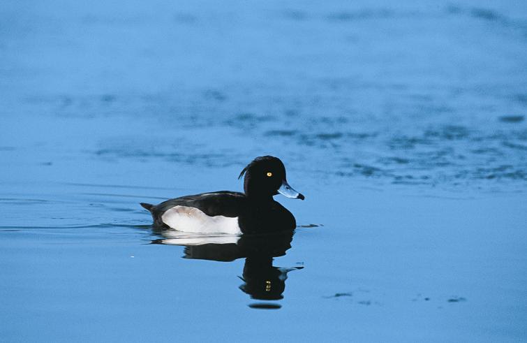 澤鳧(鳳頭潛鴨)