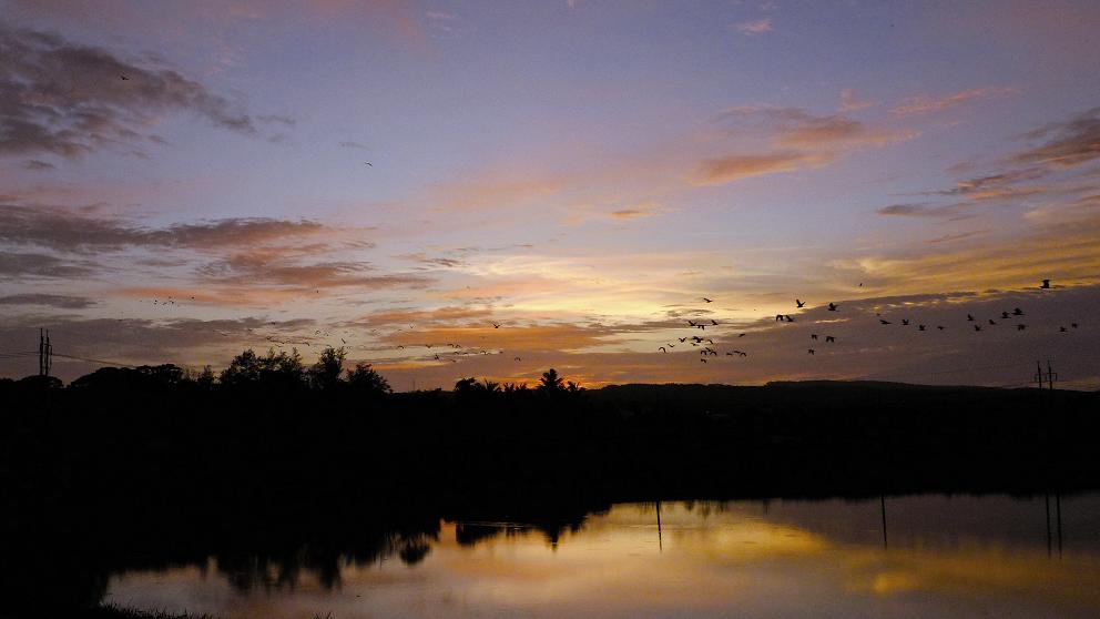 墾丁龍鑾潭夕暉下的黃頭鷺群／墾管處提供