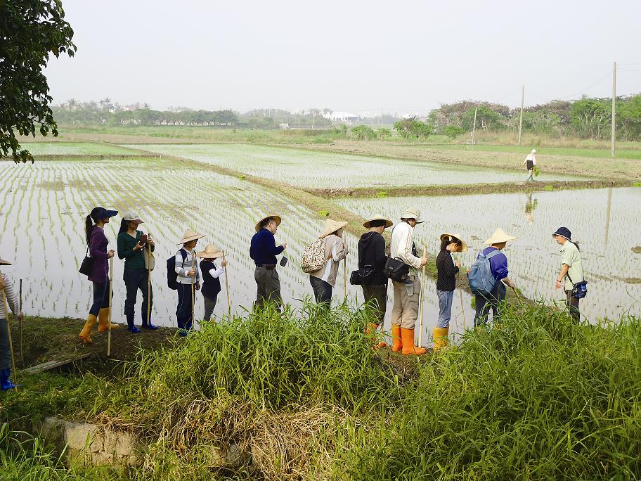 龍水生態遊程了解水田濕地生態／墾管處提供