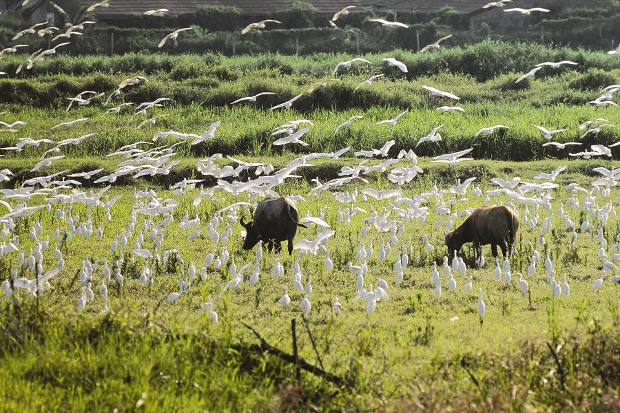 友善環境耕作為生物提供安全健康的棲地／劉川攝（墾管處提供）