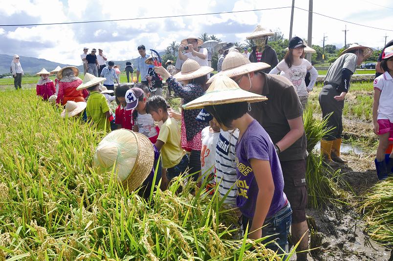 龍水社區割稻工作假期／墾管處提供 