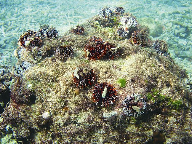 墾丁國家公園後壁湖海洋生態保護區，從海膽的復育計畫出發，結合社區的力量，走出海洋保育的新路／墾管處提供