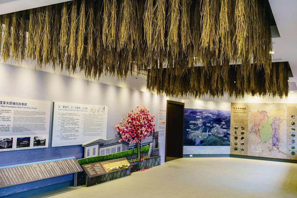 故事館天花板上倒掛的稻穗/楊懷智攝