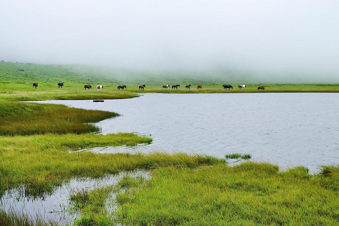 維持著傳統農牧的草千里,春夏季水草繁茂/kavana攝