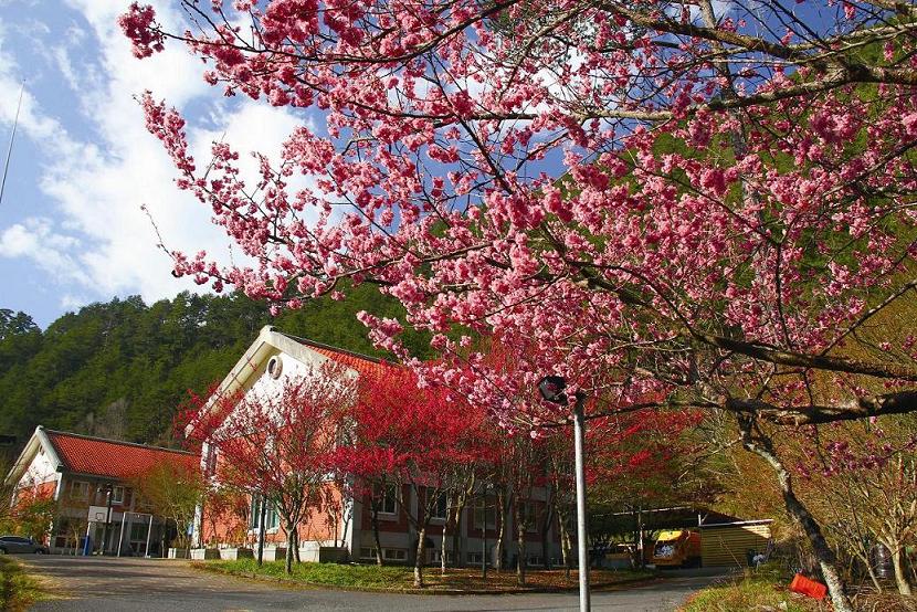 武陵是我在雪霸「自修」自然生態的第一站